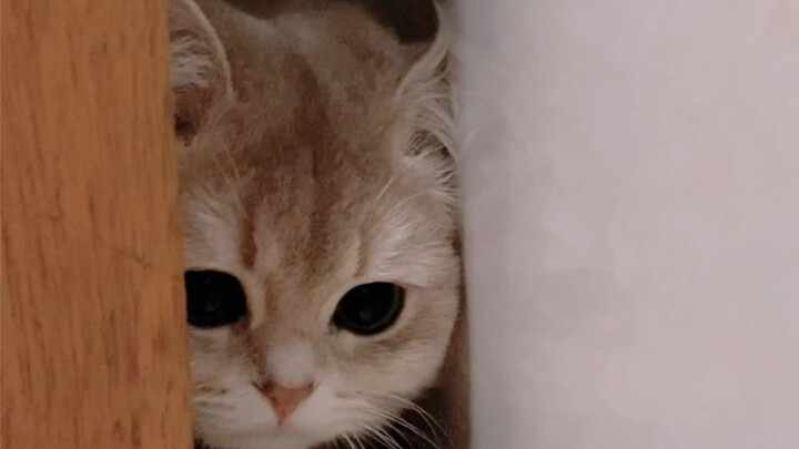 How did the little cat get stuck in the door?