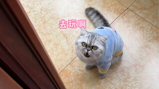 A kitten who wanted to go out to play on a rainy day was successfully persuaded by my eloquence to g