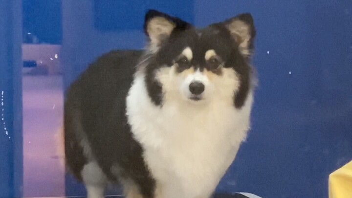 It totally gave the dog a split personality.