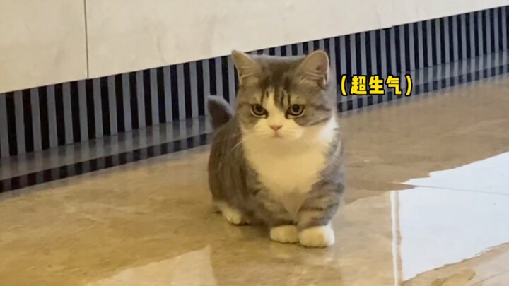 Kitty, it wasn’t on purpose.