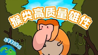 【Proboscis Monkey】A real high-quality male monkey!
