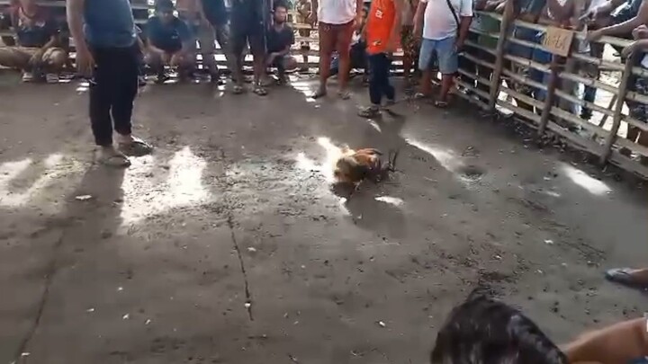 (2x) winner WHITE KELSO. biboy Enriquez