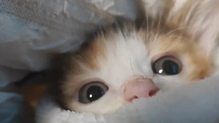 ลูกแมวที่เพิ่งเก็บมาใหม่ติดคนมาก แค่ตื่นนอนก็ต้องหาคนอยู่แล้ว