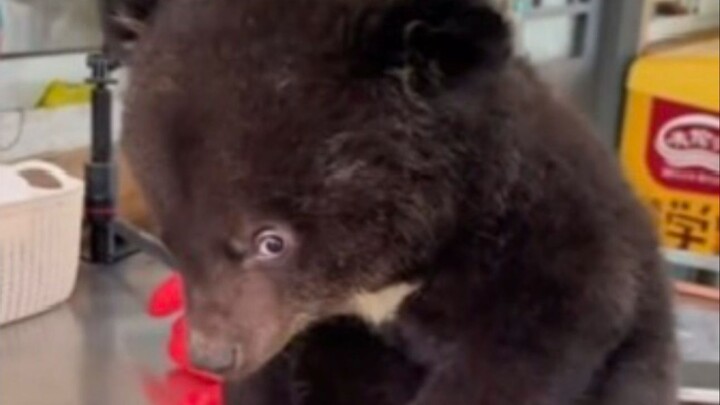 Khi bạn cầm gấu đen trên tay, nó sẽ mở to mắt nhìn chằm chằm vào bạn và phát ra tiếng kêu giống như 