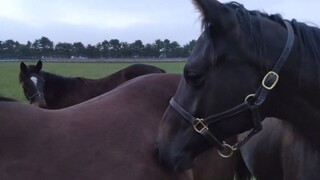 地震后赶来求安慰的马儿们