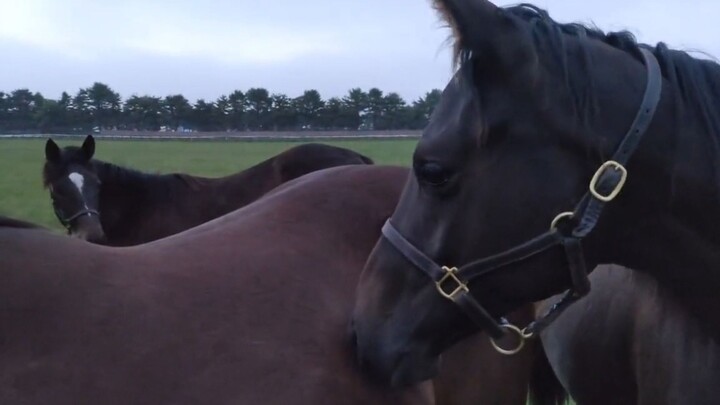 الخيول التي هرعت طلباً للتعزية بعد الزلزال
