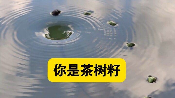 Giả như bạn là hạt cây trà