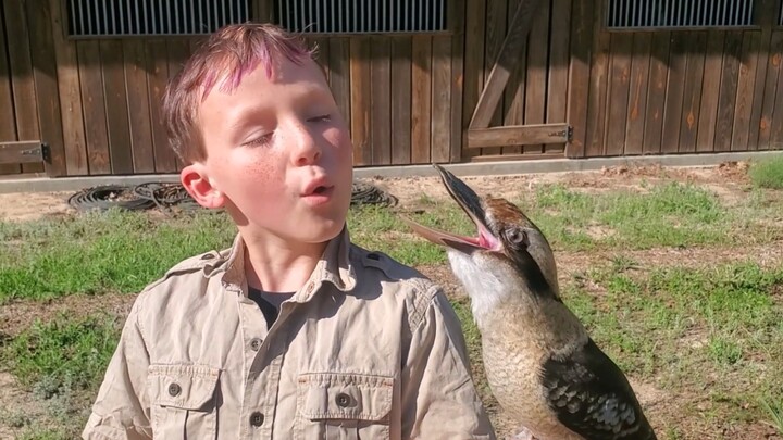 [Animals]How to induce a kukkaburra to make funny laughing sounds