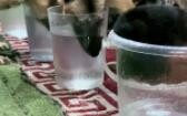 มากเกินไปจนหมายังโดนหลอก