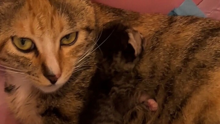 Baole had just given birth to a litter of cubs. Unexpectedly, she gave birth to another one a day la