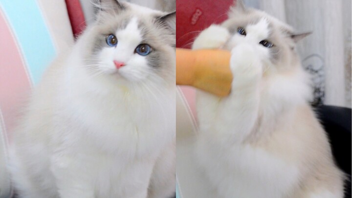 [Ragdoll Cat] Cuddles up and acts cute without even extending its claws—so beautiful, sweet, and irr