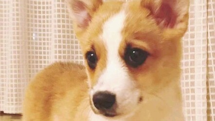 You can’t even imagine how much a dog can burn before you unlock the skill… Hahahahahahahahaha. #You