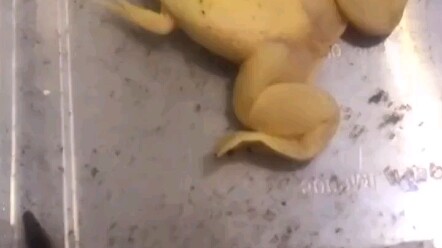 This toad… is definitely no ordinary toad.