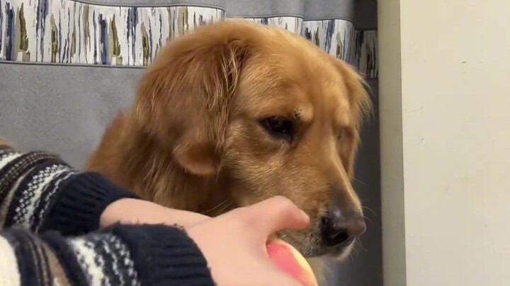 Golden Retriever: What did you do to my mom?!