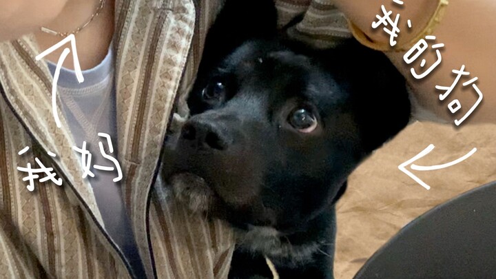 Đừng bao giờ để mẹ nuôi chó, nếu không… bạn sẽ mất cả chó lẫn mẹ đấy!