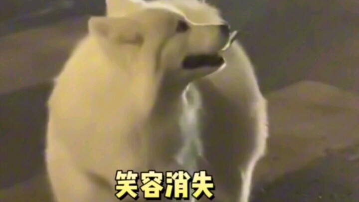 Puppy: My piano~ You’re such a jealous person #dog #samoyed #funny