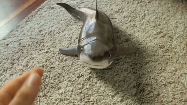 "Would you like to have a pet like this?"