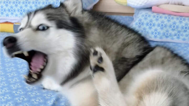 As everyone knows, a husky’s head and feet grow separately.