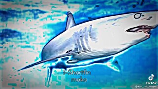 top 7 dangerous shark