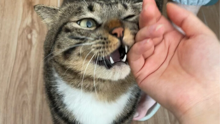 I’m so annoyed—my cat is way too clingy!