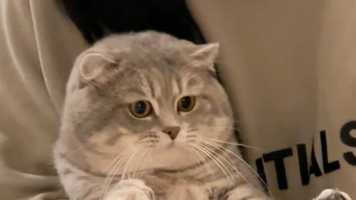 Merawat kaki, tetapi menghabiskan banyak usaha untuk menangkap teripang (teripang musim dingin sanga