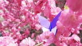 【DIY】Make a beautiful paper butterfly