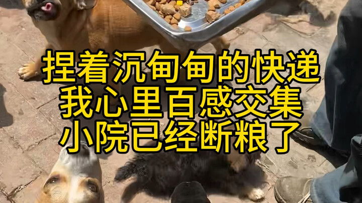 Không còn cơm chó để cho ăn nữa, trong lòng tôi bao cảm xúc đan xen.