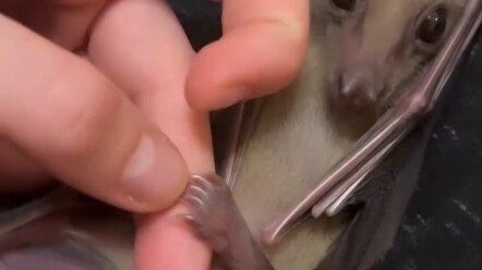 A foreign girl came home from shopping and came across a little bat hanging at the door. She kindly 