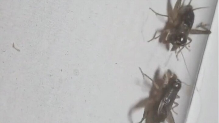 Sau khi con dế bò ra: Cảm ơn bạn, người tốt bụng!