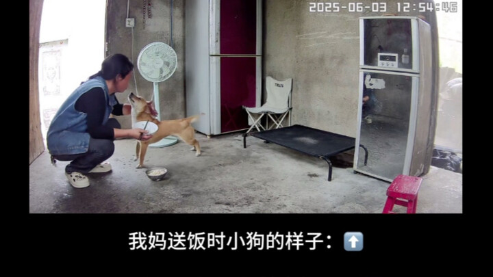 Hai khuôn mặt của chú cún con