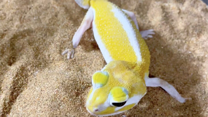 Her name is Xiao Liu~ She’s so beautiful!