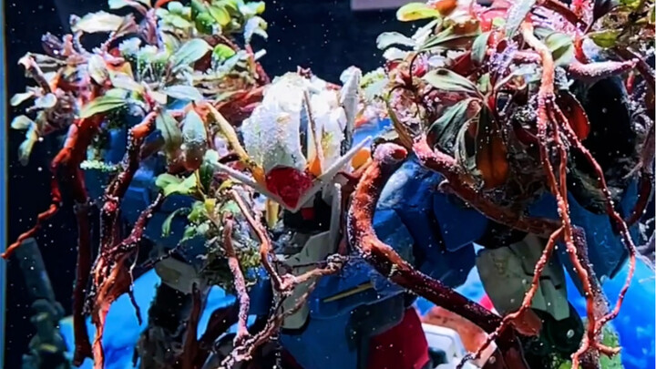 A glue guy who doesn’t play with planted tanks isn’t a true molting master!