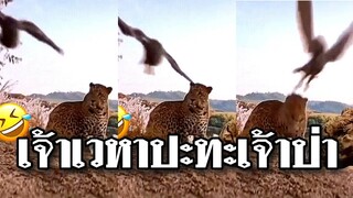 @Awesome Videos เจ้าเวหาปะทะเจ้าป่า หมดกันไม่เหลือความเกรงใจ