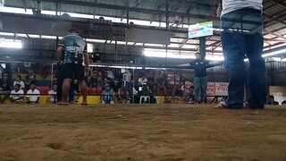 Win stag