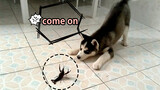 Binatang|Husky vs. Lobster Kecil