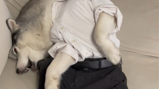 原来小狗也逃不过中年发福