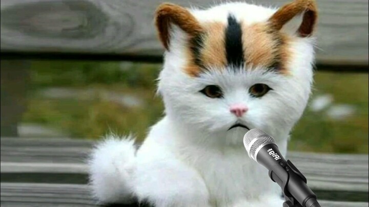 Kucing imut sholawat Maulaya sholli cute banget.