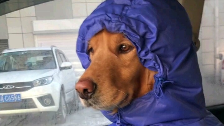 Dogs in Guangdong are shivering.