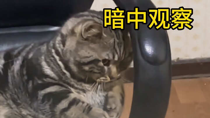 Mèo con: Anh biết đó, từ nhỏ em đã phải rời xa mẹ...