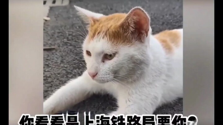 Cat Senior (2)