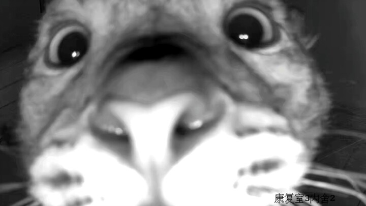 [Macan Tutul Salju] Ling Xiaozhe Meminta Maaf