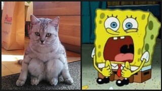 Lucu nya Kucing Sponsbob part.4