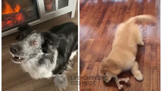 Toxic but Dogs Sung It (Dogs Version Cover)