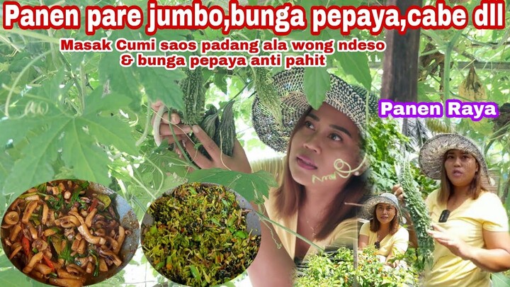 PANEN PARE JUMBO DAN BUNGA PEPAYA || LANGSUNG MASAK CUMI SAOS PADANG & BUNGA PEPAYA ANTI PAHIT