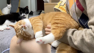 和猫猫们的悠闲时光
