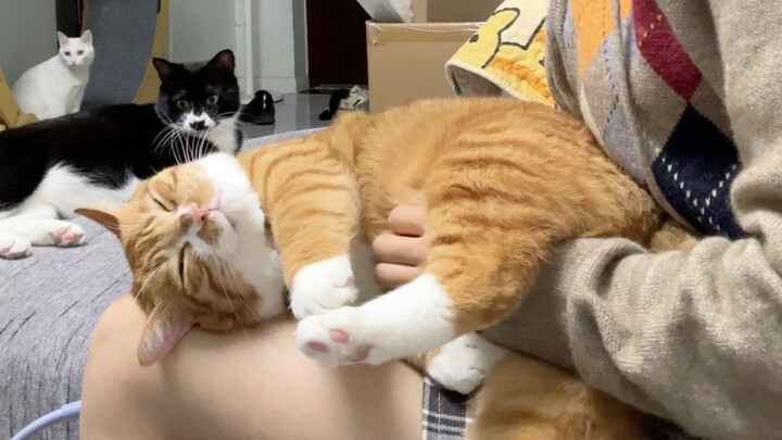 Waktu santai bersama para kucing