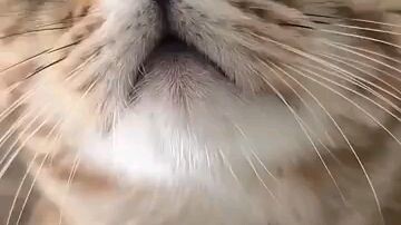 Kucing lucu
