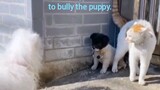 Cat : with me here, no one is allowed to bully the puppy.
