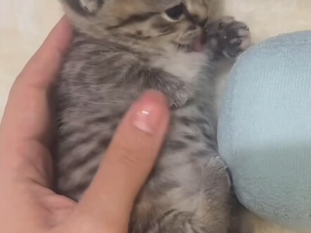 Dikuasai oleh bayi manusia? Tidak, aku justru ditaklukkan oleh bantalan tapak kaki anak kucing.