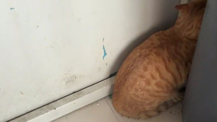 The kitten ran out on its own just once and immediately got scared—when it sees its owner, its voice